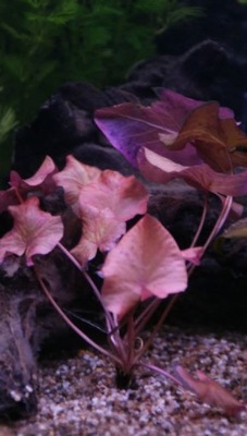 Numphaea lotos RUBRA - BULWY z roślinką