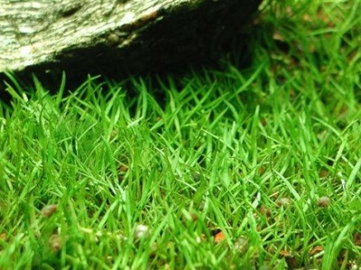 Lilaeopsis brasiliensis - TRAWNICZEK, SZYBKOROSNĄCY - ŁATWY