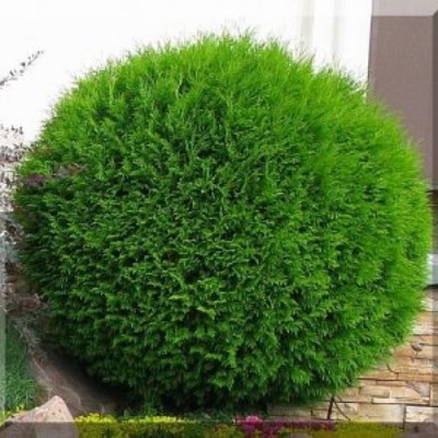 Tuja kulista Globosa 20 cm