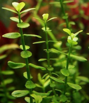 Bacopa monnieri - hodowla podwodna