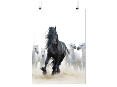 PLAKAT KONIE ZWIERZĘTA 50x70 CM 43 WZORY MATOWY