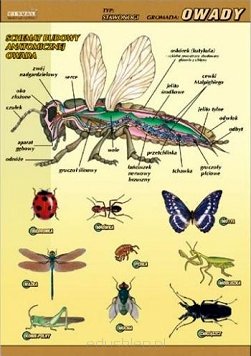 Owady budowa anatomiczna plansza ANATOMIA BIOLOGIA