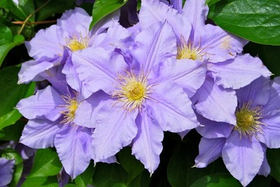 CLEMATIS POWOJNIK NIEBIESKI Z DONICY PA 925