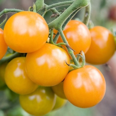 POMARAŃCZOWY POMIDOR FIGIEL HIT .
