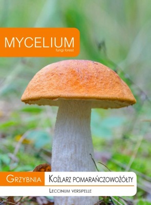 KOŹLARZ POMARAŃCZOWOŻÓŁTY grzybnia Mycelium