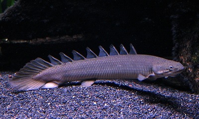 Polypterus senegalus WYSYŁKA akwa_fan