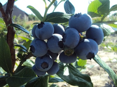 BORÓWKA AMERYKAŃSKA BLUETTA - POJEMNIK P9