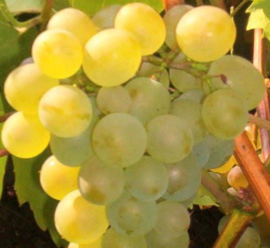 Winorośl 'Bianca' - winogron na nasz klimat