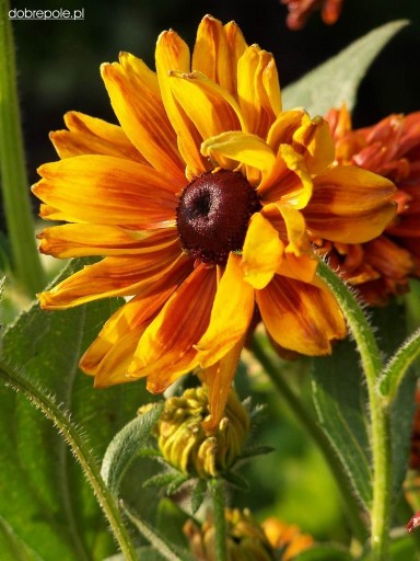 RUDBEKIA DWUBARWNA, RAJ DLA MOTYLI, KWITNIE 5 MIES