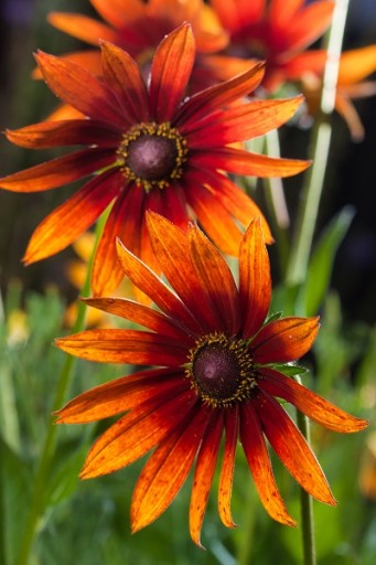 RUDBEKIA DWUBARWNA, RAJ DLA MOTYLI, KWITNIE 5 MIES