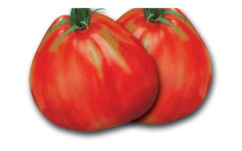 Семена Toraf Tall Ground Tomato Or Pera d`Abruzzo 0,5г