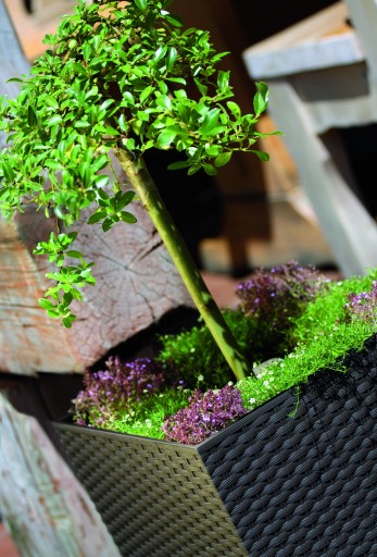 Rattan Pots DRTS200L + INSERT 6.8L