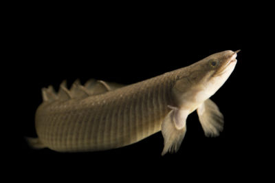 Рыба Polypterus senegalus Хищник