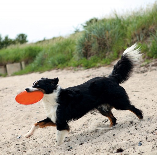 TRIXIE Zabawka Frisbee dla psa 22cm TX-33506