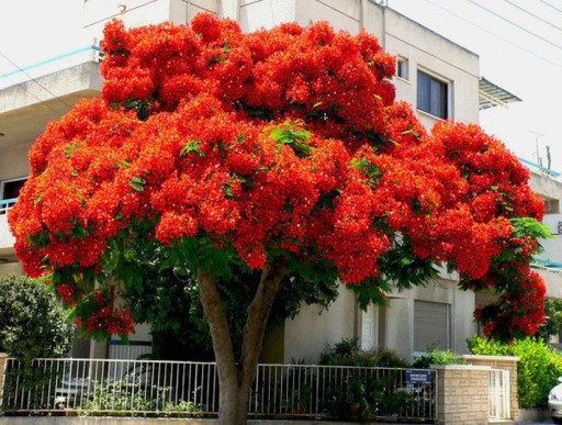 НА БОНСАЙ ПЛАМЯ АФРИКИ - DELONIX REGIA НА БОНСАЙ 3 СЕМЯ