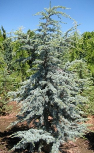 КЕДР АТЛАССКИЙ (CEDRUS ATLANTICA) ДЛЯ СЕМЕН БОНСАЙ - 3 шт.