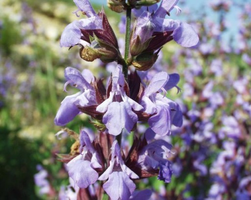 SZAŁWIA LEKARSKA (SALVIA OFFICINALIS) - 70 NASION