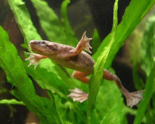 Żabka Karlik szponiasty Hymenochirus boettgeri