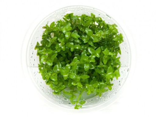 Bacopa Caroliniana KAROLIŃSKA kubek 10cm in vitro