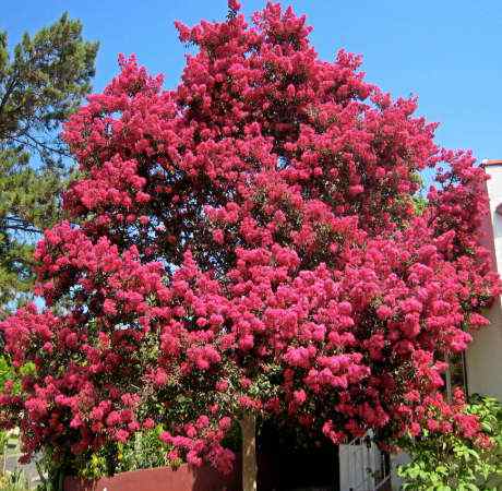 LAGERSTROEMIA 120 ZAPACHU SKLEP_TULIPAN.