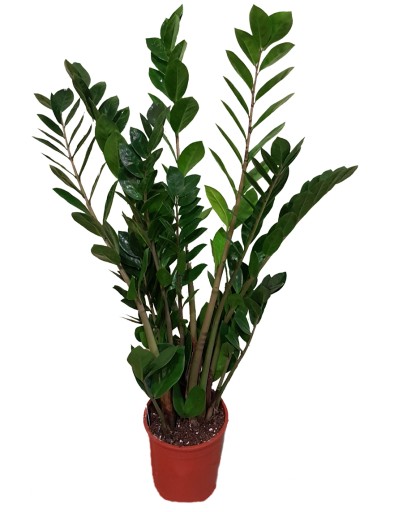 ZAMIOKULKAS ZAMIOLISTNY DONICZKOWY DUŻY 70CM.