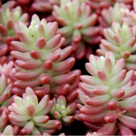 Sedum rubrotinctum 'Aurora' - różowy sukulent