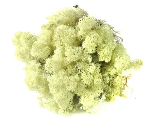 Mech CHROBOTEK RENIFEROWY 50g Natural