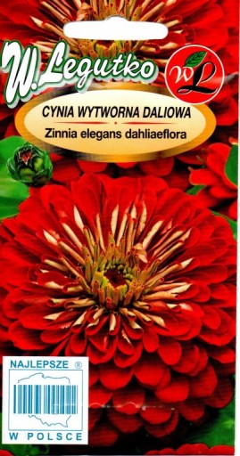 CYNIA WYTWORNA DALIOWA SCARLET FLAME CZERWONA 'L