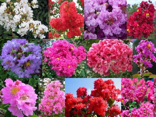 LAGERSTROEMIA INDICA MIX KOLORÓW 20 NASION