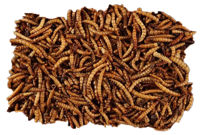 Сухой червь. Личинка мучного червя. Мучной червь сушеный. Сушеные черви для кормов.
